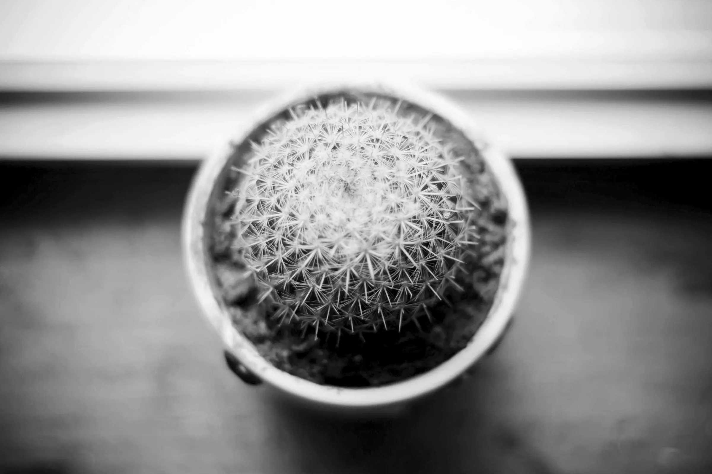 A cactus seen from above