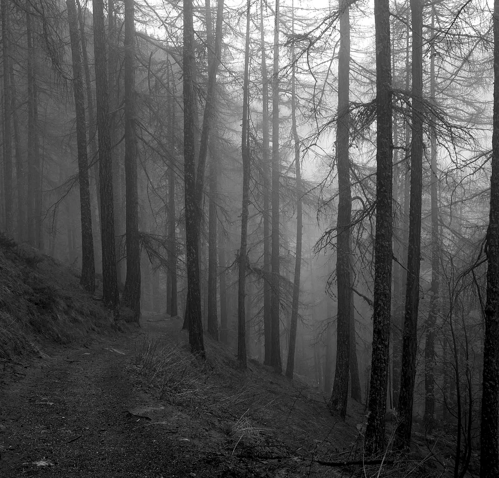 Tall conifers in mist