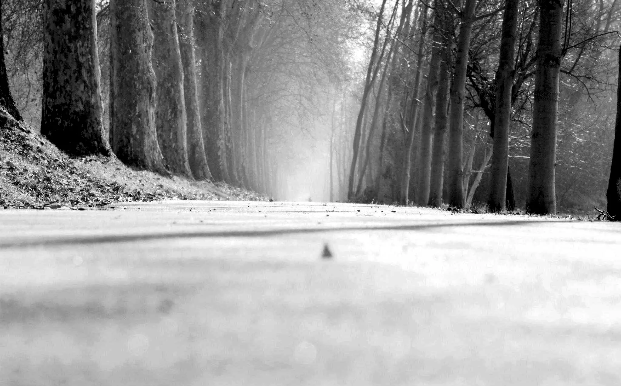 A pale road leading into trees