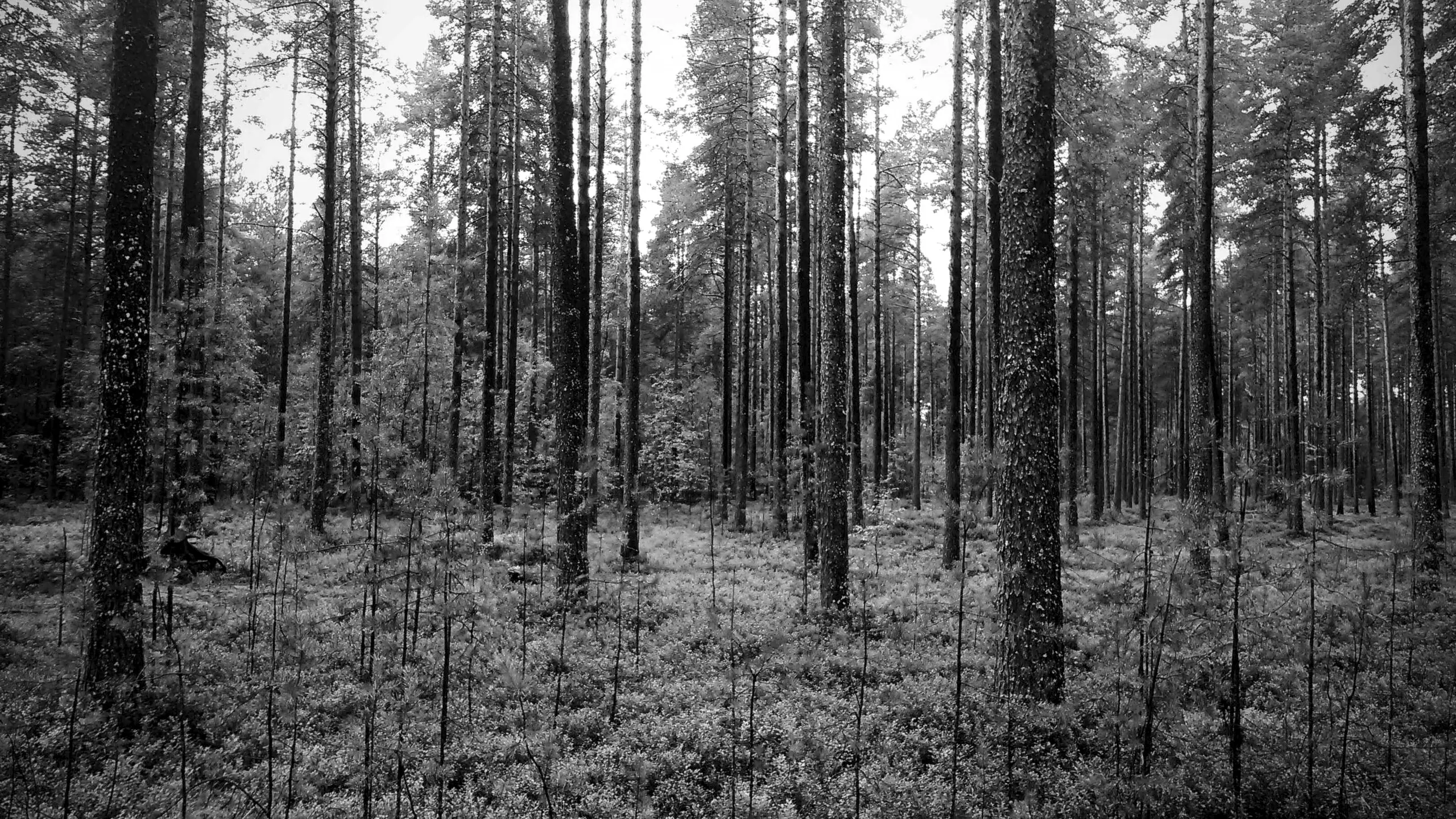 Pine forest in flat light
