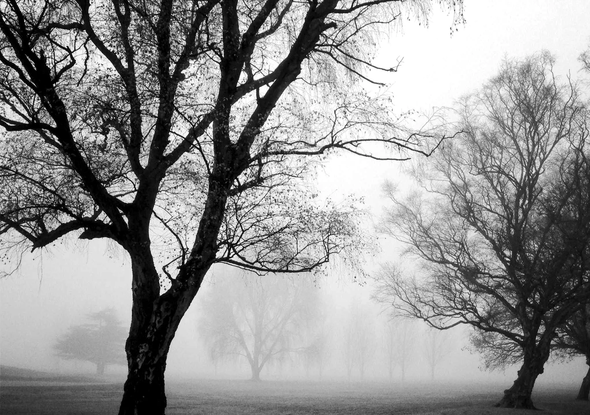 Bare trees in fog